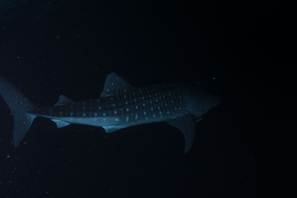 de9a0dab-c8c1-4846-997c-413c42411599