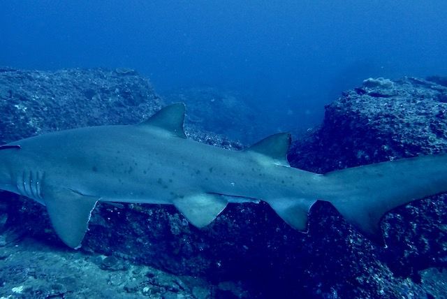 d5288981-279d-4192-931f-7042969a1718