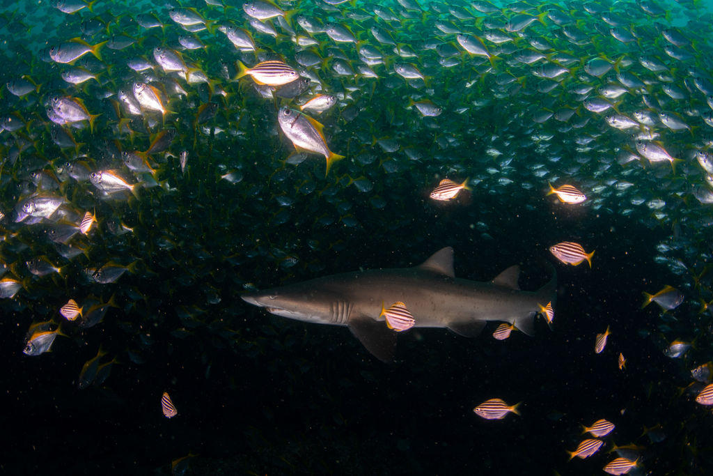 95e7153b-bf63-41ee-a19b-94e9bae75623