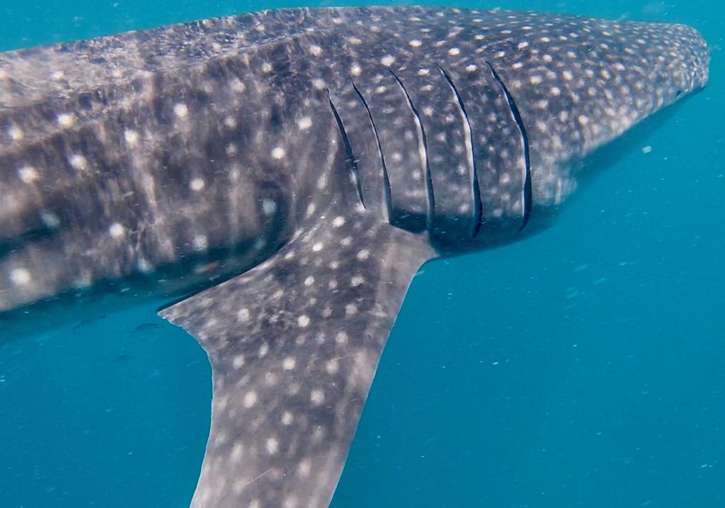 fdc5cc9c-1a46-459a-b0a6-0dce8cd16eda