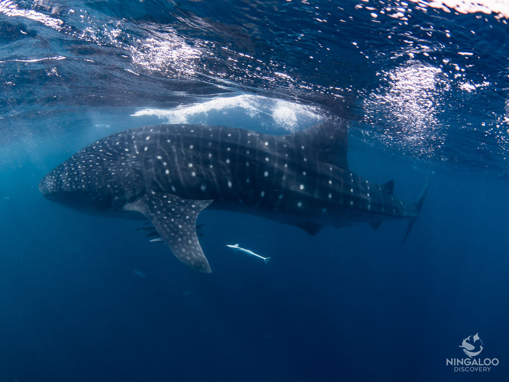 a0087c24-934a-4ced-87c7-ff3feff46142