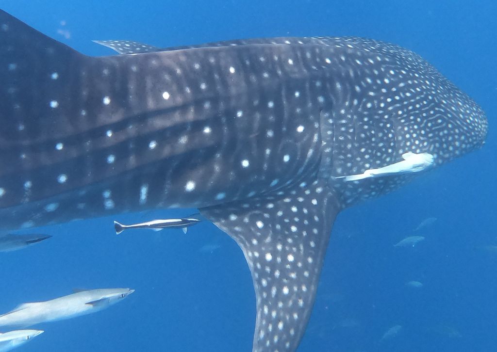 f0a6bd88-4fa0-4108-a82f-d614e58c17b6