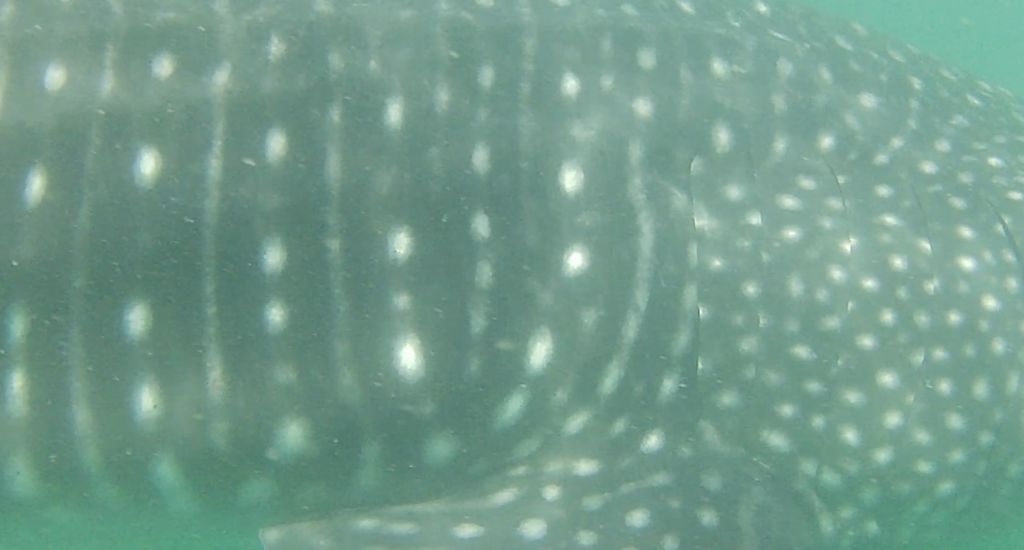 5ae67e65-1b14-4534-a9b3-e18c69fb33b4