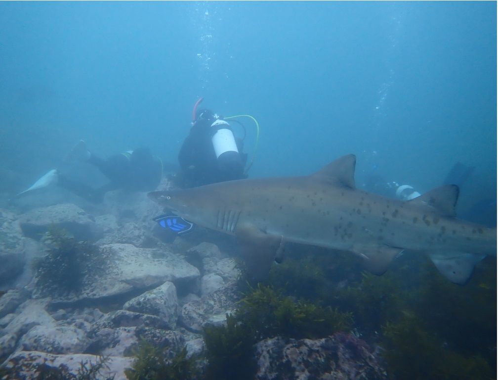 c0d2ac02-3ac4-4da0-aa07-d61129000dfc