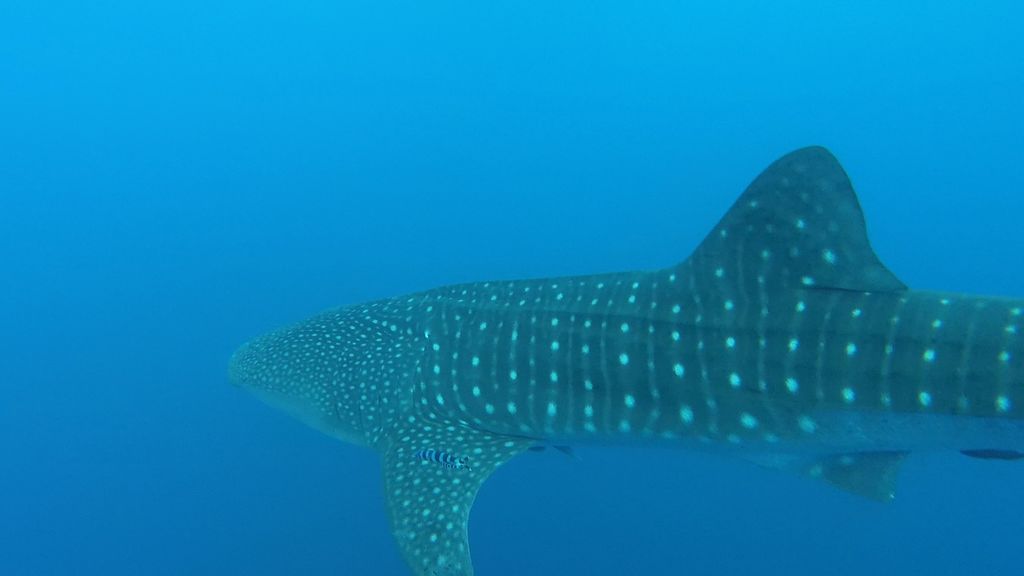 ff9ad9fd-533a-4f0d-a68e-0d0821e8986c