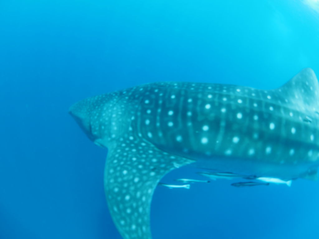 f68c1453-e571-4be1-8dc8-4aa815723a62