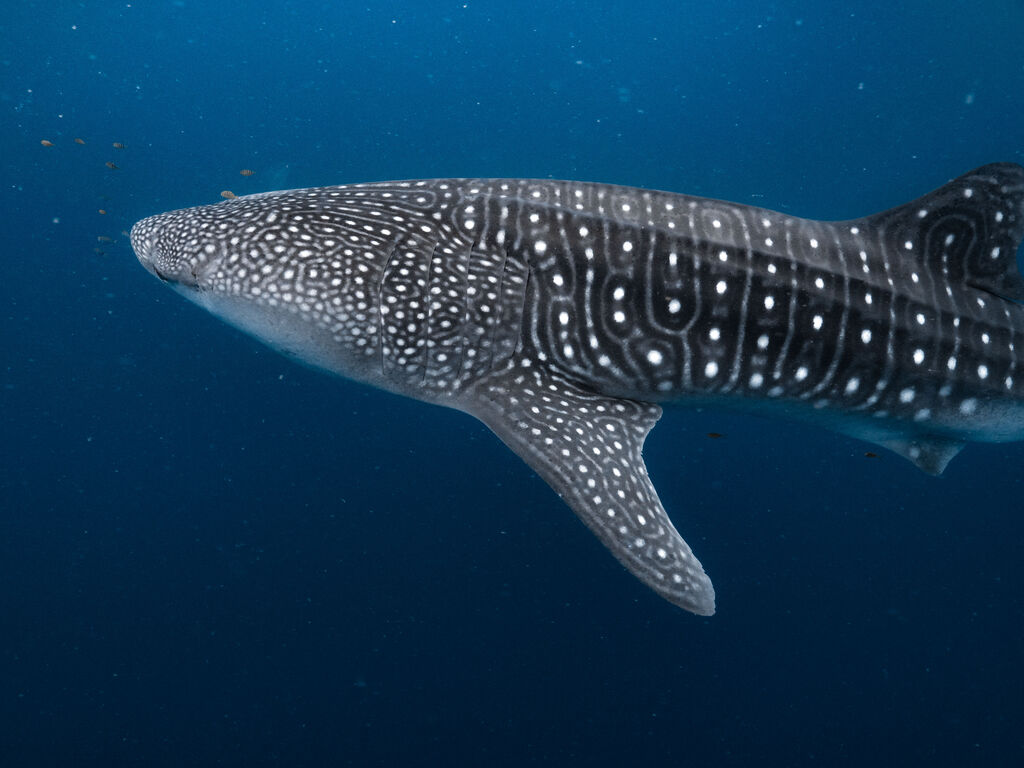 4ba89fcf-38d7-4642-a077-27f51f177dbb