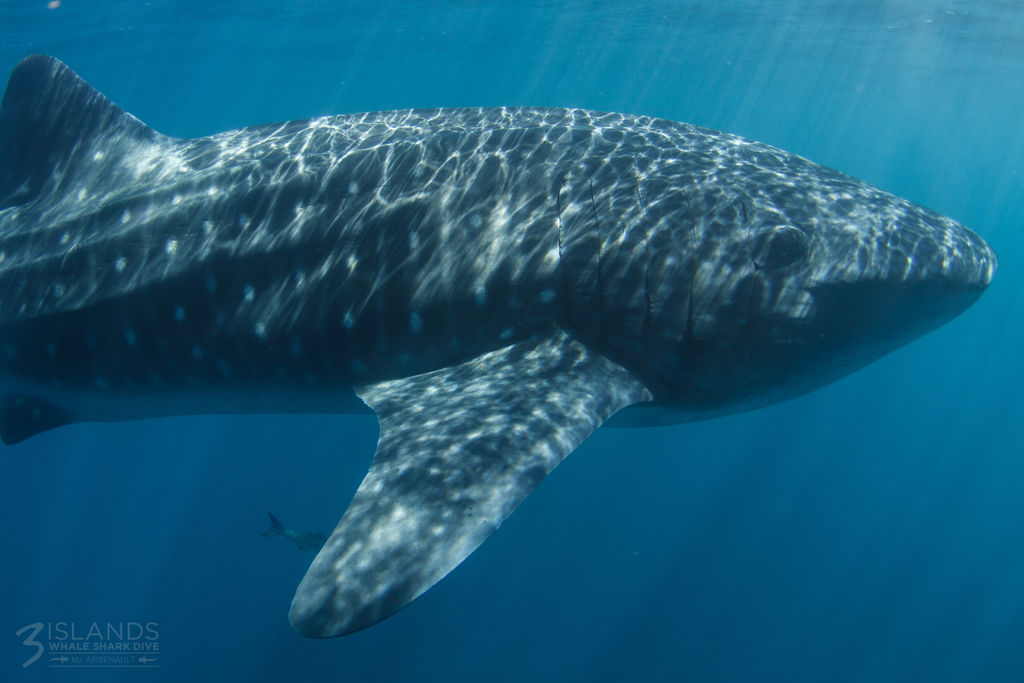 5580f5cd-6ee5-412e-899c-14a55ce3309f