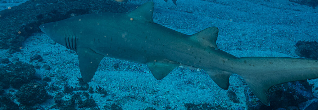 b85884e5-5993-41d6-b0d5-9ae53ad41120