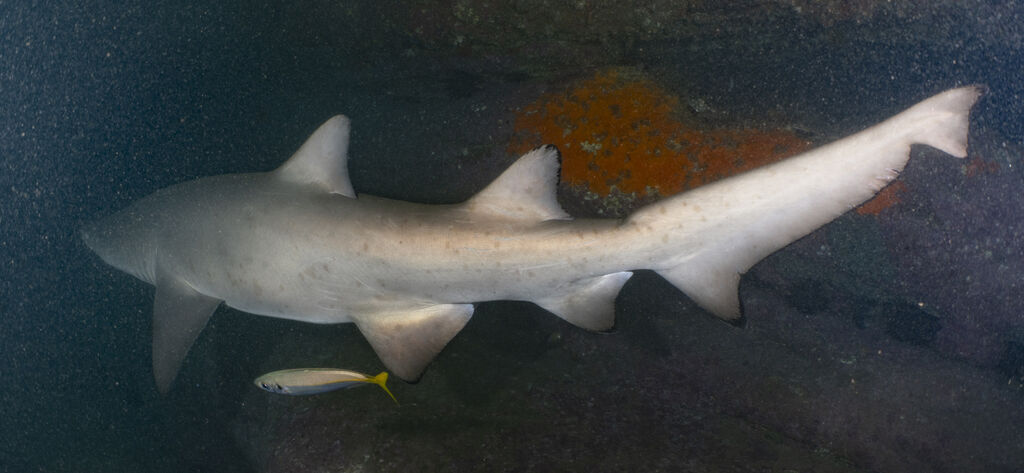 24f815b4-cbce-48ce-aa9e-787ce0173525