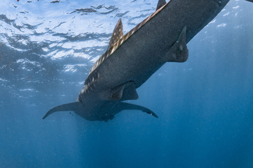 749a6e2c-abc8-4ae9-8ced-27f04583fdac