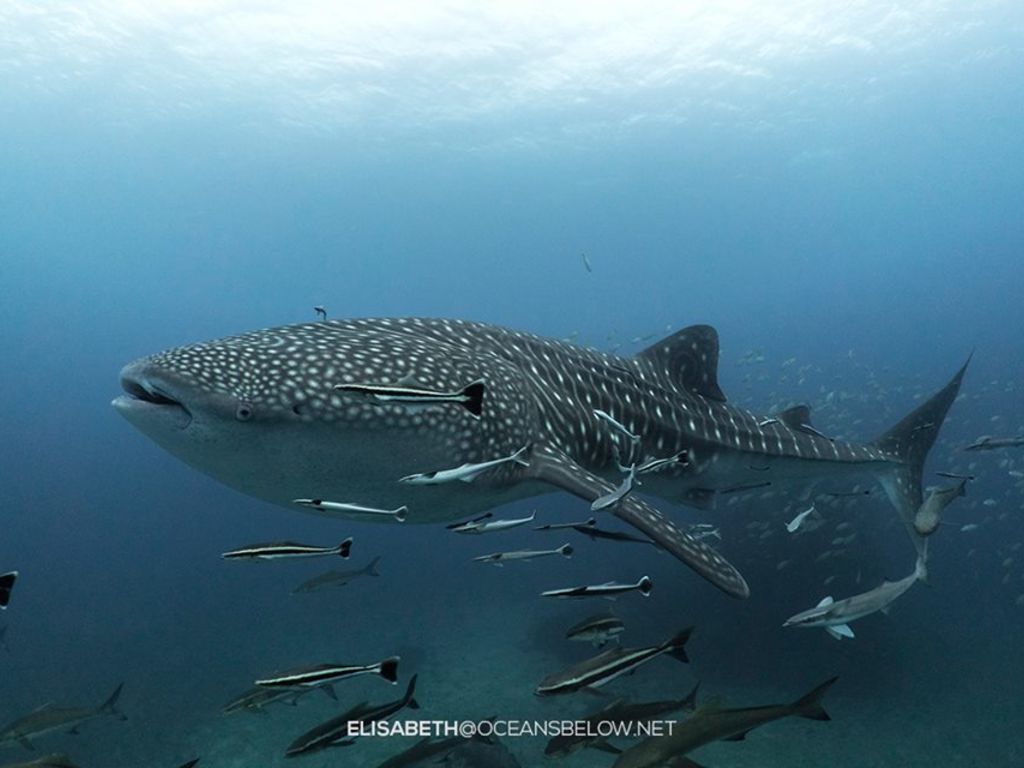 79f7a029-b388-4ae8-959b-e0c277751405