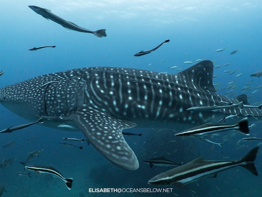 79f7a029-b388-4ae8-959b-e0c277751405