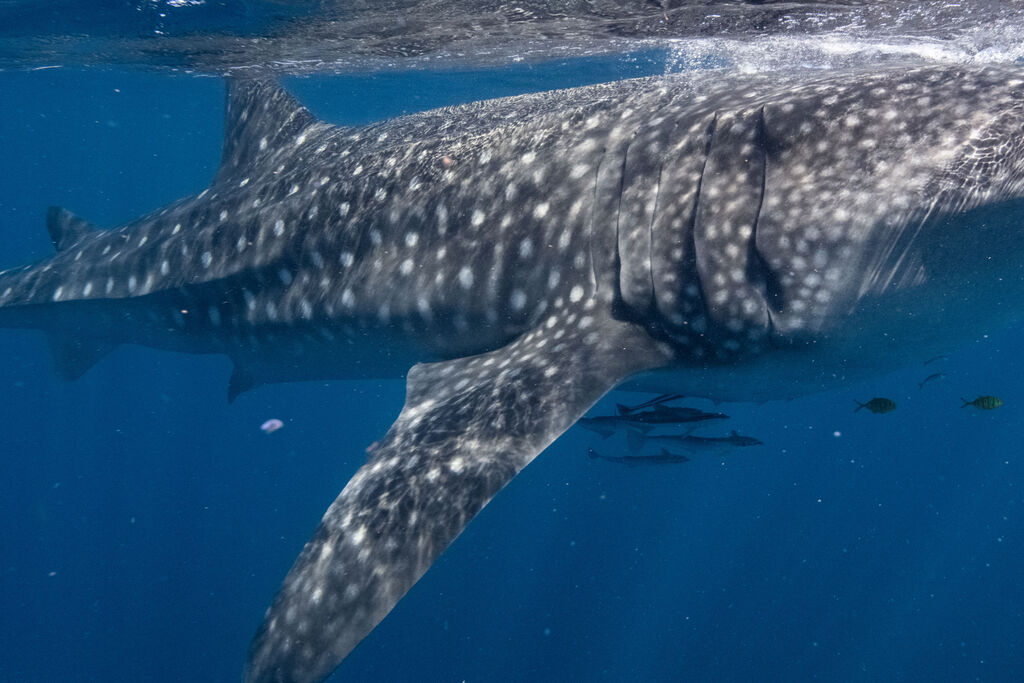 a337b03b-33e0-4a9b-9a41-bdd63f1aa631