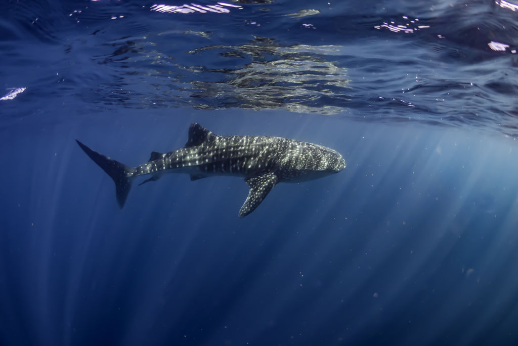 055a8202-5c4f-42c6-a09d-898cfb3a4475