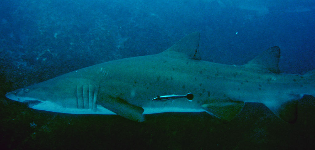 6e470dc2-bac3-469f-a90f-34c6043d2b84