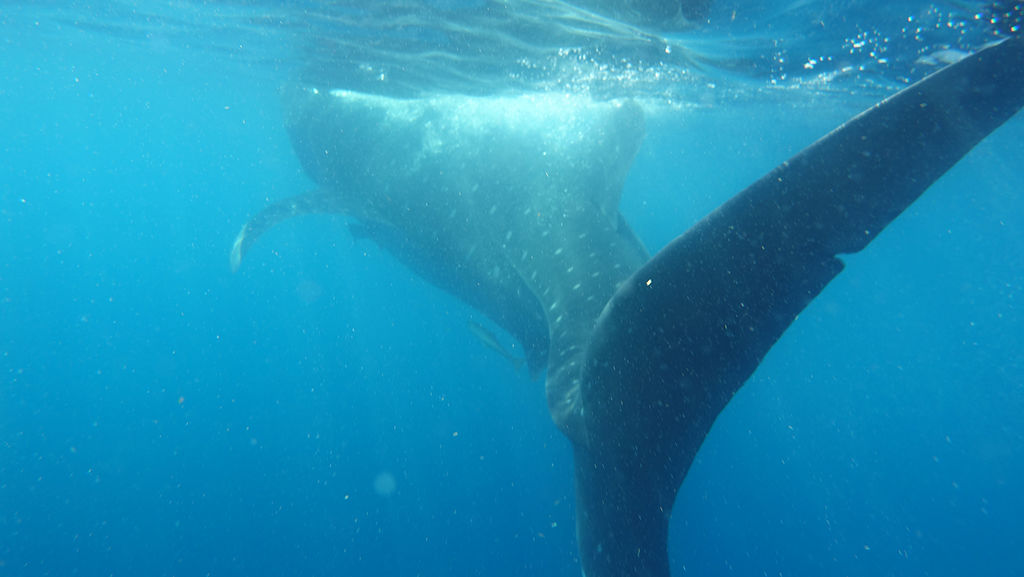 11032ac3-f530-4a4f-a668-f495352976d5