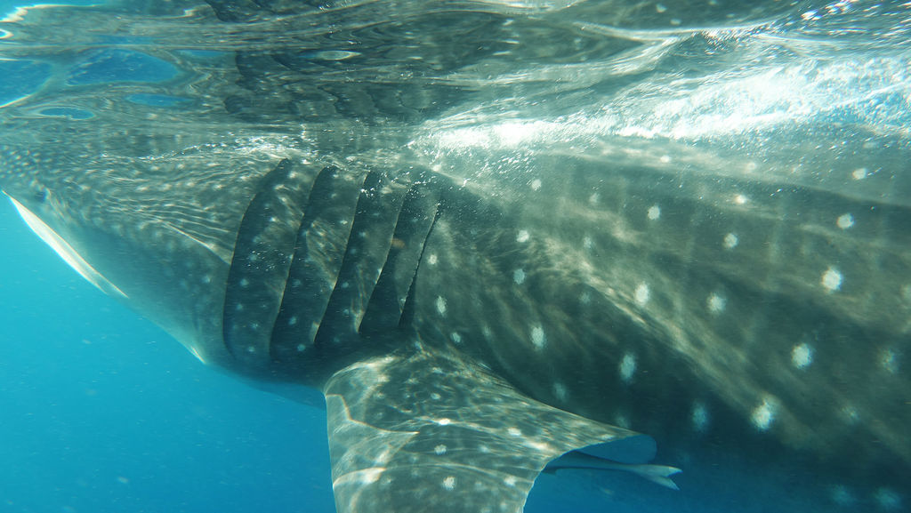 11032ac3-f530-4a4f-a668-f495352976d5