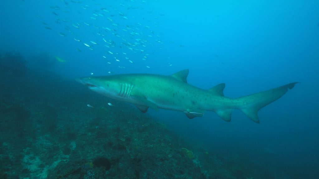 10beb0ad-faaa-464d-84fe-b8b836ccf627