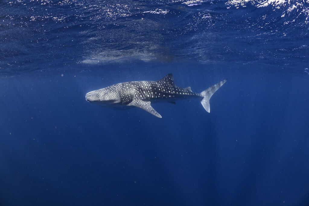 5a93f96f-cc36-4a32-81fc-d8f8b4df8dfb