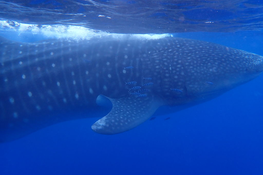 ae20f901-14f7-4360-bbab-6f76a7d200c0