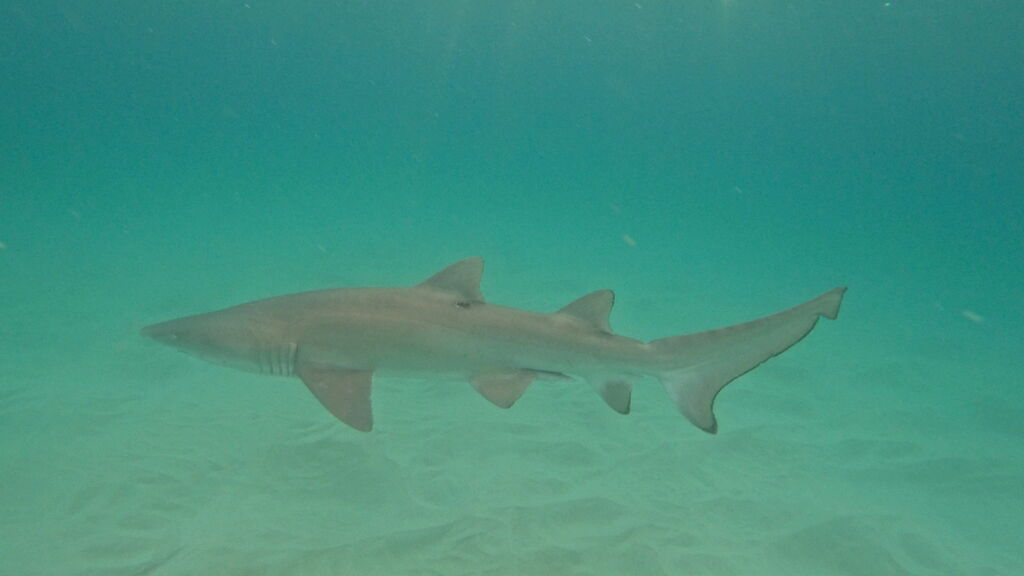 4fa2b1a7-1deb-4d03-a342-926ea8b99017