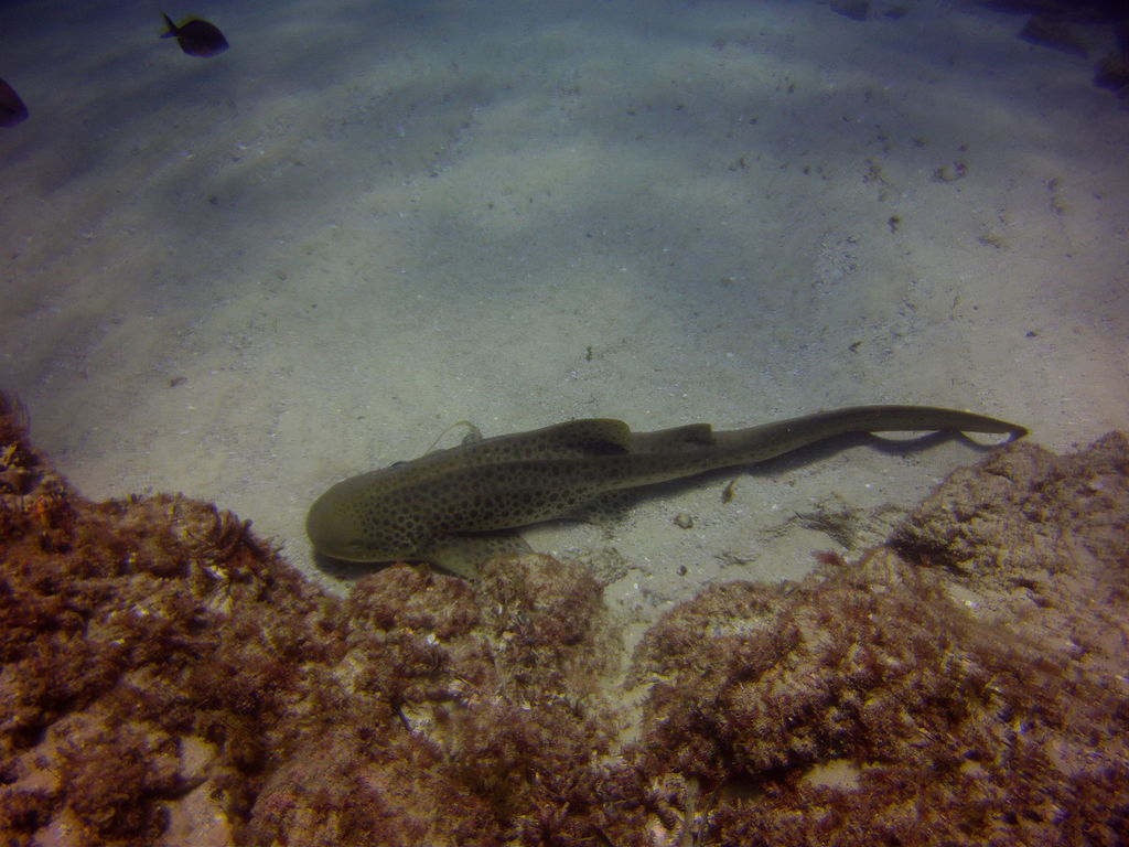 e2d7e0c9-4e4b-4d5b-b38f-f7bdaf64a15e