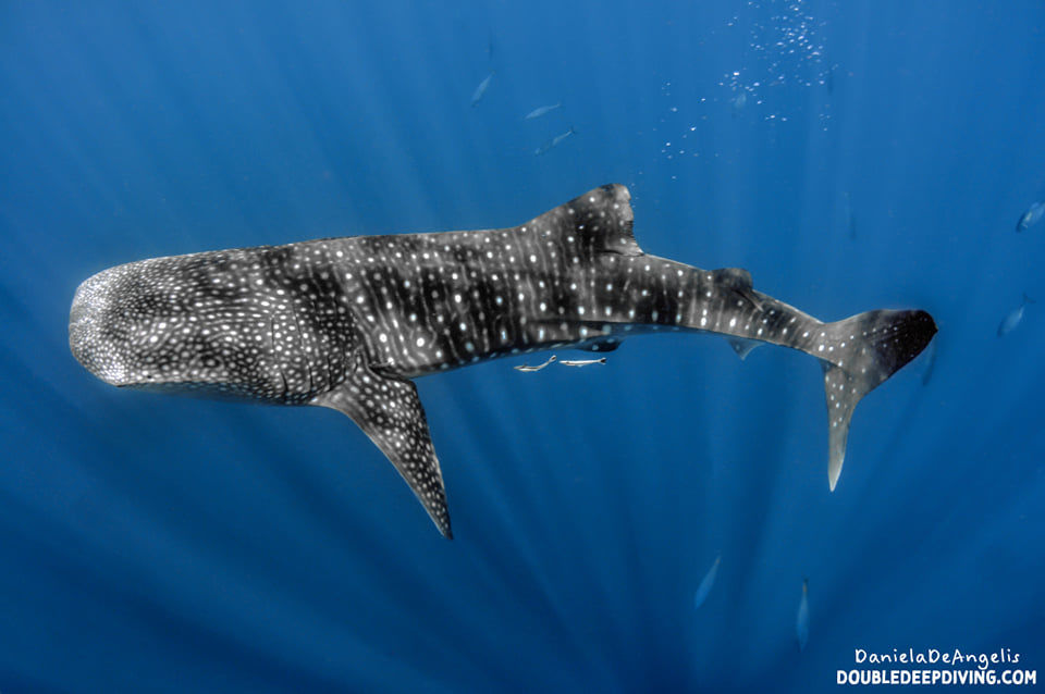 1bf0325c-f3af-4df3-a2ec-d8c7396f7811