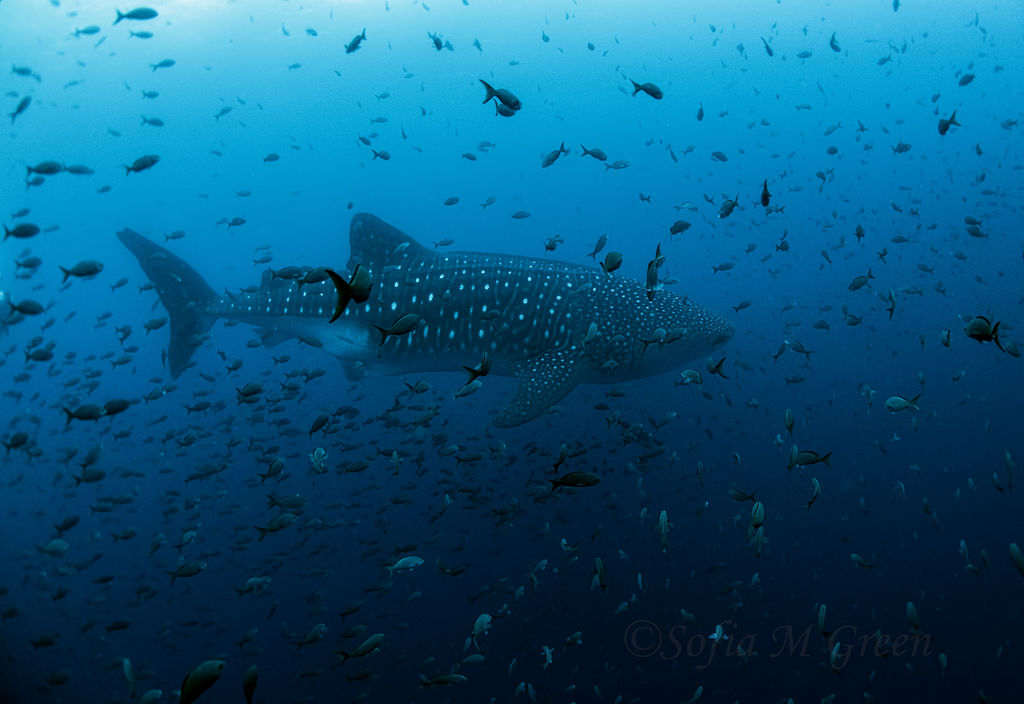 9dce4f17-8690-4cf4-82c4-2fbb535f5bc0