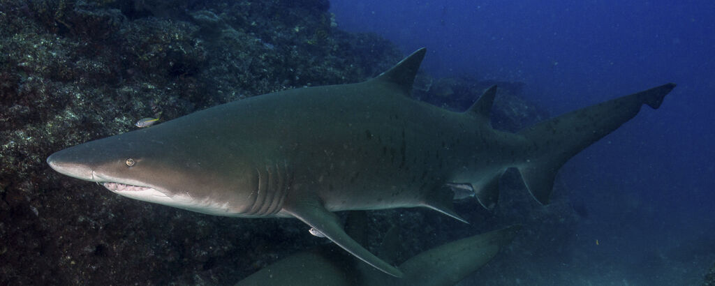 da520896-57e7-465f-b8ab-9145d82ecf35