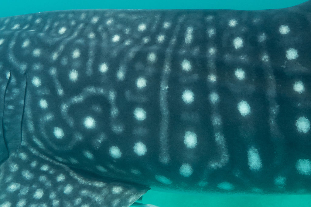 100cb011-537c-4536-b717-9ba3902fc5d6