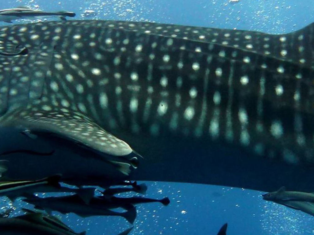 c08e99ff-4fdf-49b7-bf7c-d08d26819dc8