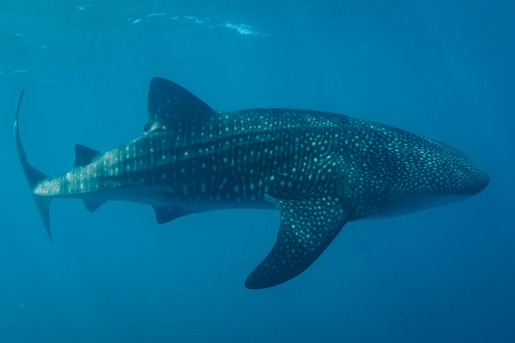 6e2c4c56-e085-4af0-8e42-756c1ed411ed