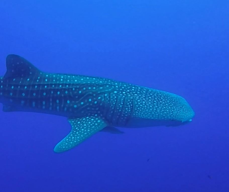 958911bb-87df-4152-8fe6-07bdcf5f0784