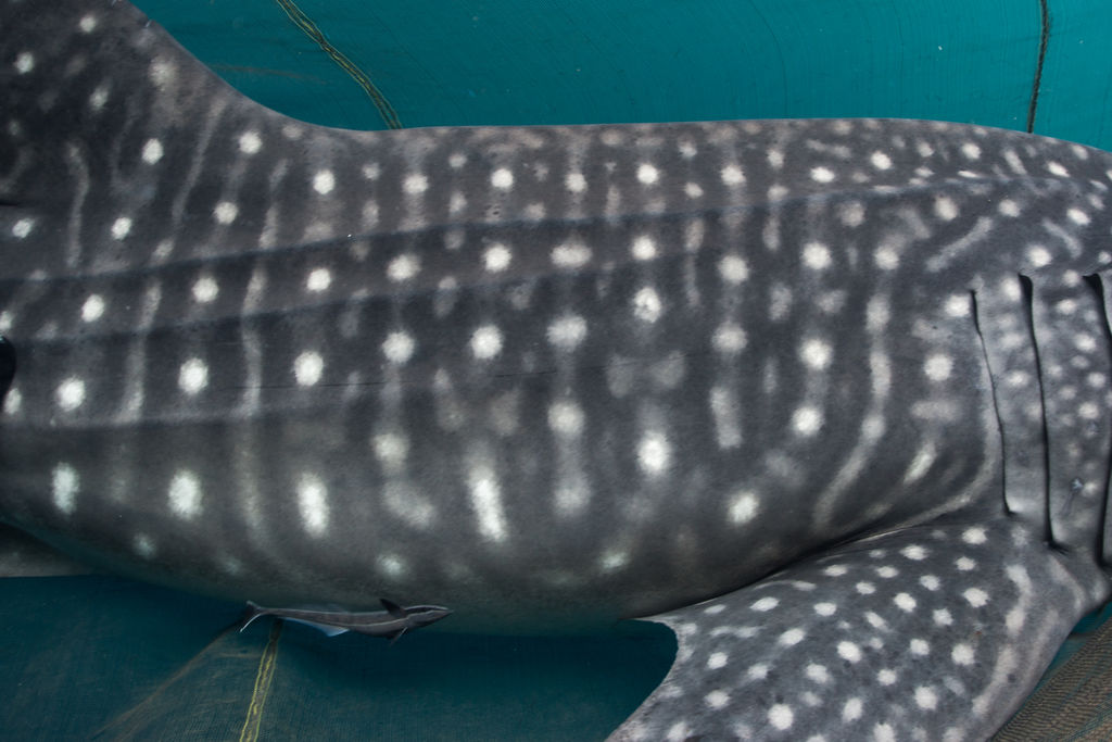 d4e26146-619c-43fe-ad5b-e9136376dc66