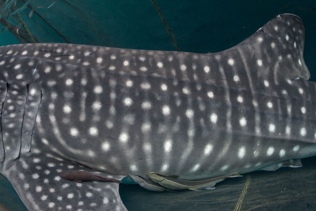 d4e26146-619c-43fe-ad5b-e9136376dc66