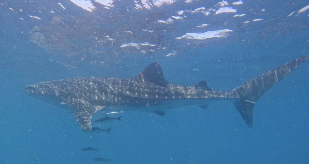 94acd9ac-e9ef-4ea1-9063-7c0448f24f6c