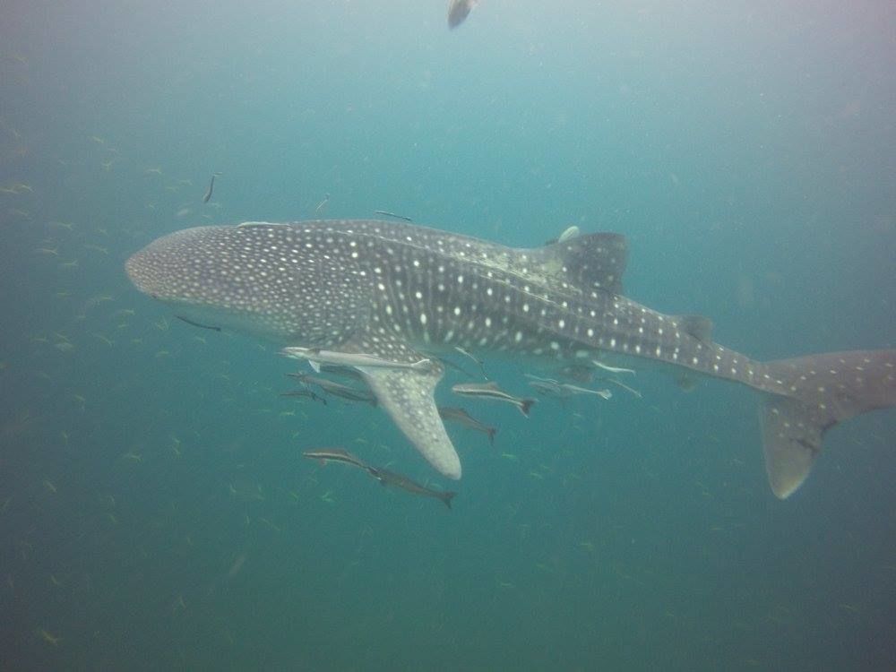 148e4441-41d8-42bf-bda2-cf35c24d205f