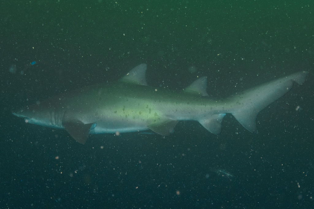 974baf1b-1d6f-40cb-9376-0f35417ac55c