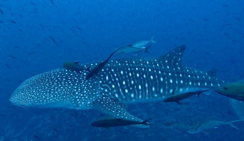 131c14c2-4cde-48cc-8c05-5a73a84839ba