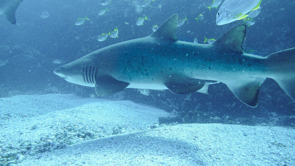 a242eeb7-0806-4ee6-8d0b-5253ecd79f00