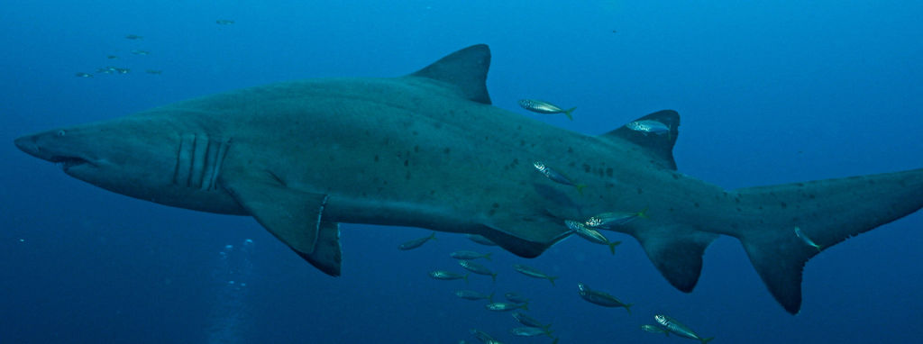 d236128c-07fa-4a69-a7a1-be26e6a50a17