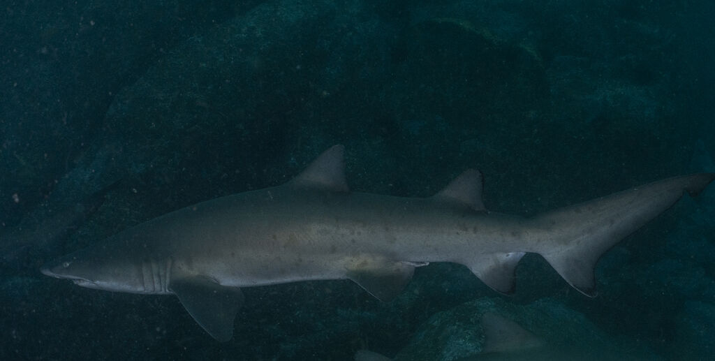 0031bd56-eca2-4a8a-b6b6-6827aefcfacc