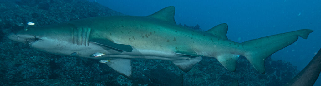 2e645350-a0bc-4116-93b8-376172974b2d