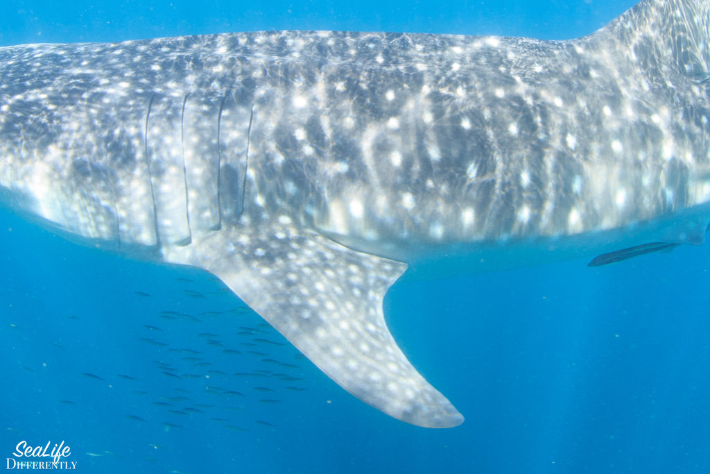 942a4ea4-fa05-48b2-ab81-c6507816f321