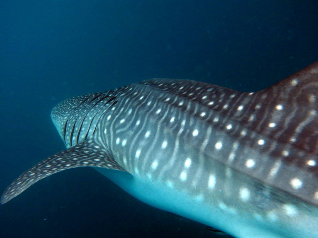 5369baff-540c-4a73-aa70-8ac248c3125e