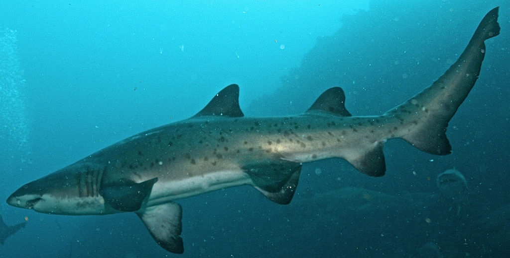 335195e6-0a04-48f4-935a-3f905c11d0e6