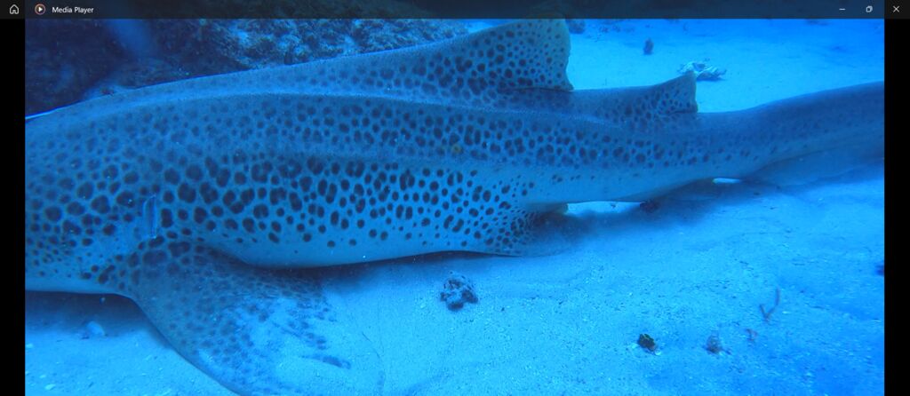 252e60bb-7a34-4e33-8f37-dab1ef164b63