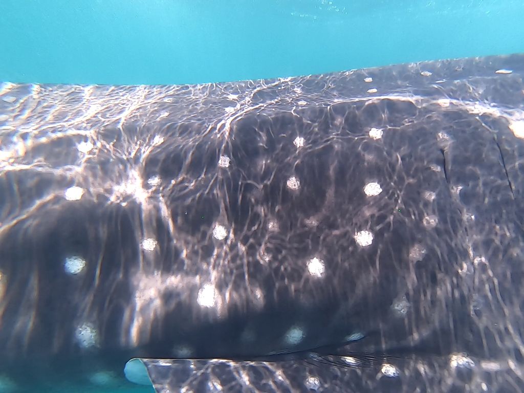 95ae1ee8-cbba-4eea-9236-f52527055b2c