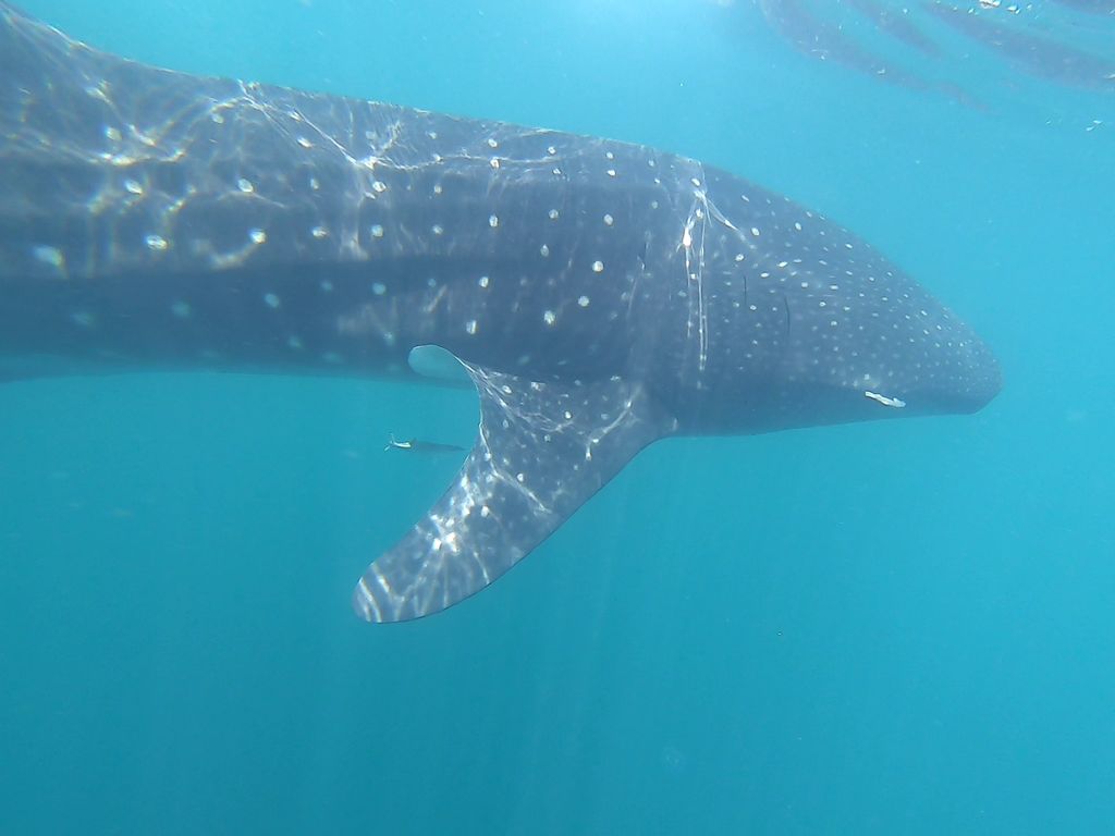 95ae1ee8-cbba-4eea-9236-f52527055b2c